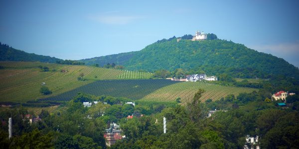edge of the city vineyards